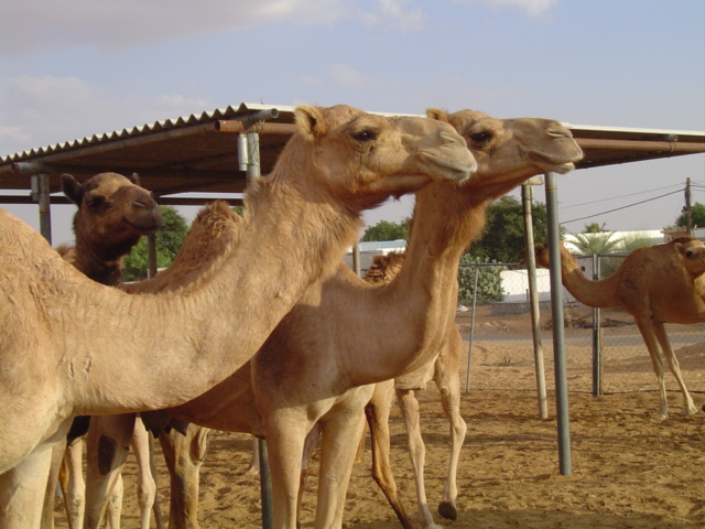 camel farm