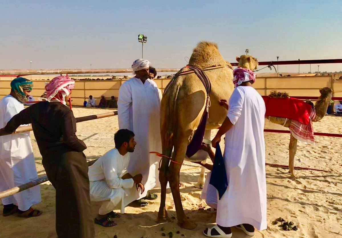 Camel Milk (CaM) Can Give You Better Weight Control